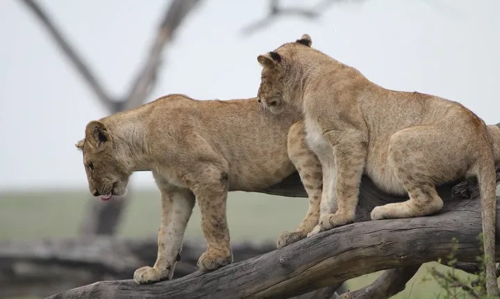 3 Days Camping Safari Tarangire, Lake Manyara and Ngorongoro Crater
