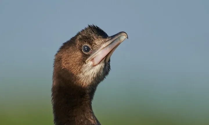 Bird Watching and Photography Private Tour near Constanta