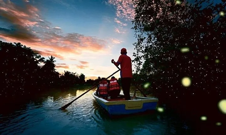 Kuala Lumpur to Kuala Selangor Fireflies Tour with Seafood Dinner