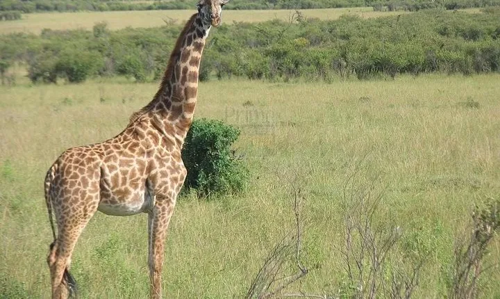 Tarangire National Park