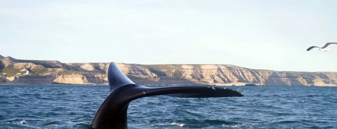 Boat private tour of Peninsula Valdes with Puerto Piramides visit