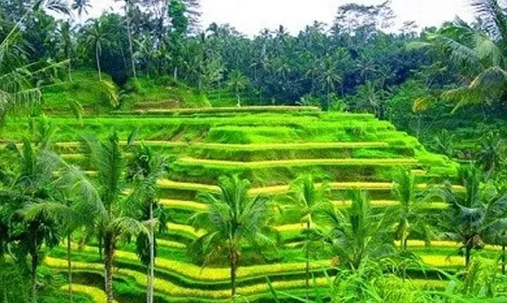 Ubud: Holy Water Temple, Volcano View, Rice Terrace, MonkeyForest