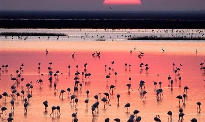 Donana National Park: Guided Day Tour from Seville