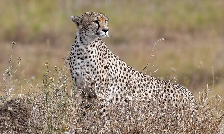 5 Days Migration Safaris