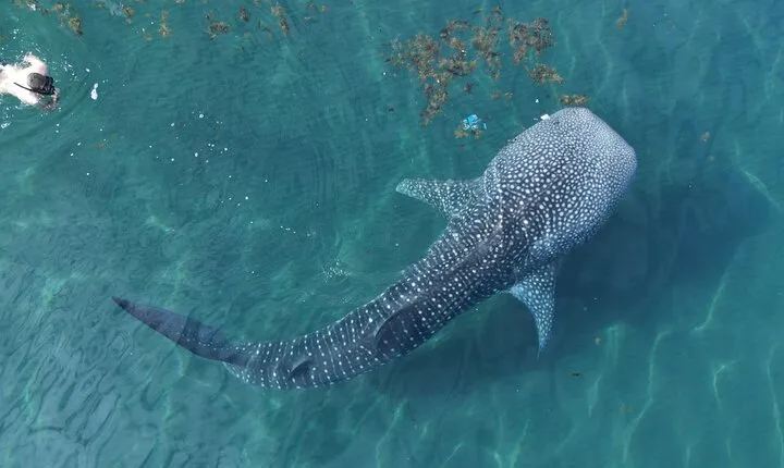 Whale Shark Adventure with a Marine Biologist