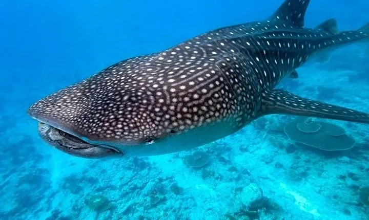 La Paz Mexico Whale Shark Rendezvouz