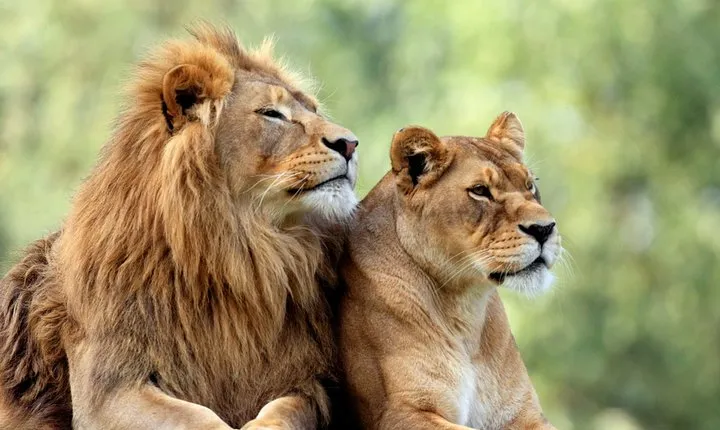 5 Days: Lake Manyara / Serengeti / Ngorongoro