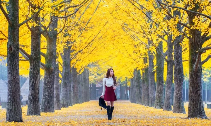 All Day Private Make your own plan tour to Nami Island and others