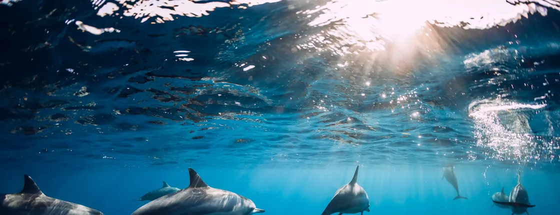 Mauritius dolphin watching, crater and temple tour