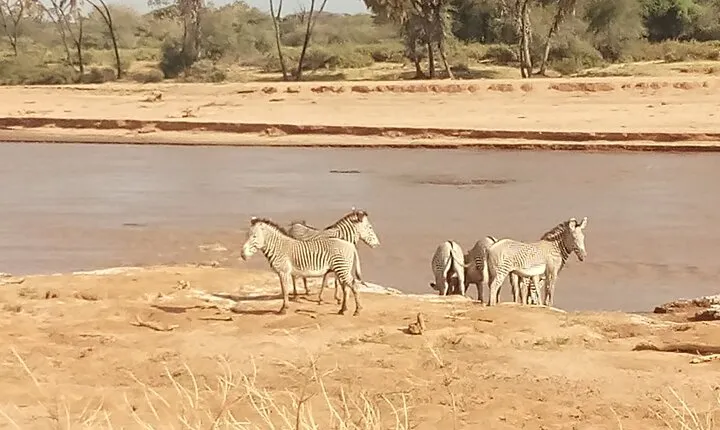 5 Days Safari to Samburu N/R, Meru N/P, Mid range.