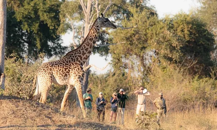 Walking Safari