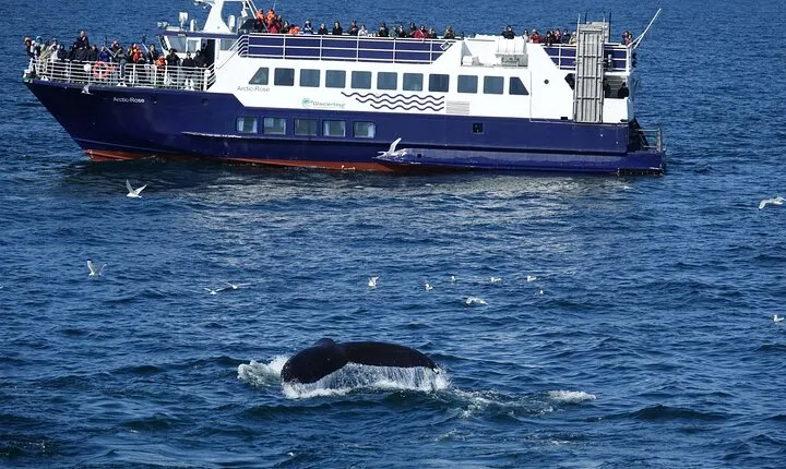 Whale Watching and Marine Life Tour in Reykjavik