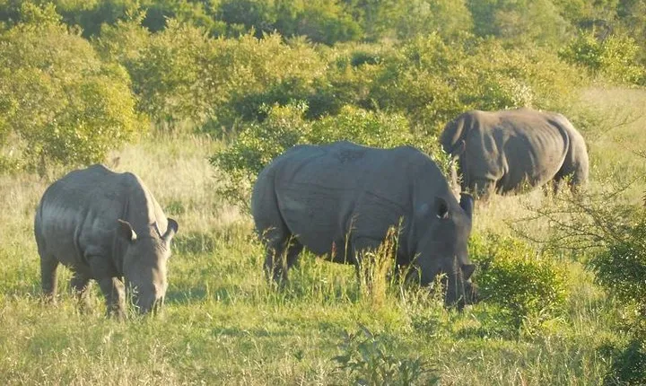 Full-Day Kruger Park Safari from Nelspruit, Whiteriver or Hazyview