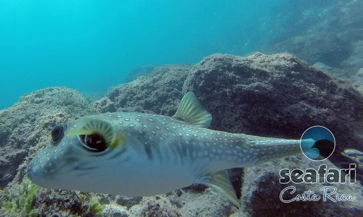 Snorkeling Costa Rica