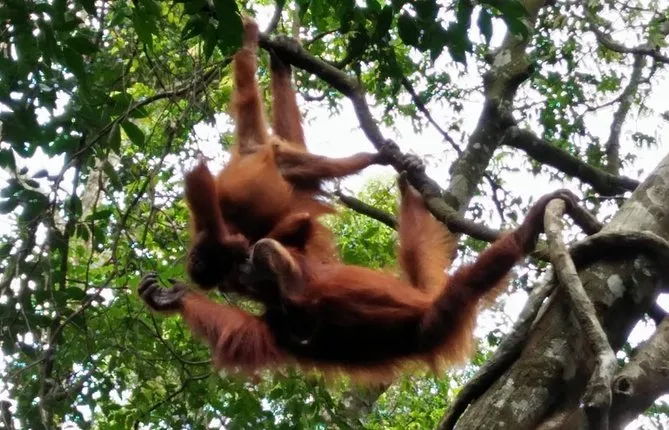 Bukit Lawang Orang Utan Tour