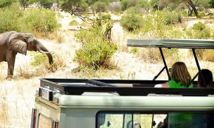 Full-Day Arusha Tarangire National Park Private Tour
