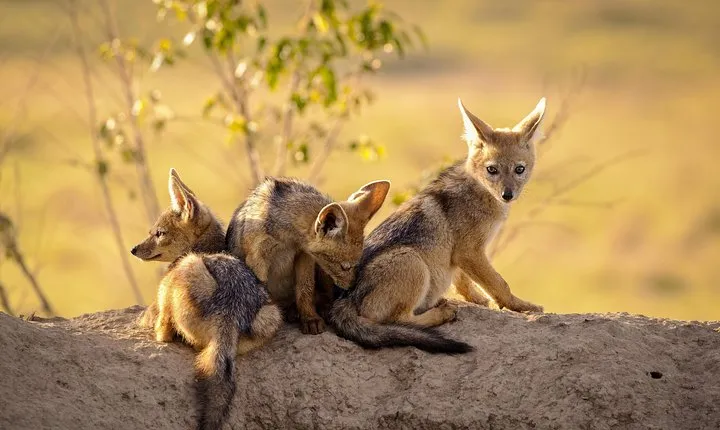 3-day Tanzania safari - Tarangire and Ngorongoro Crater