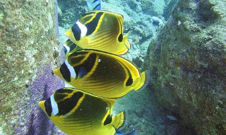 2-Hour Snorkeling Adventure in Kauai