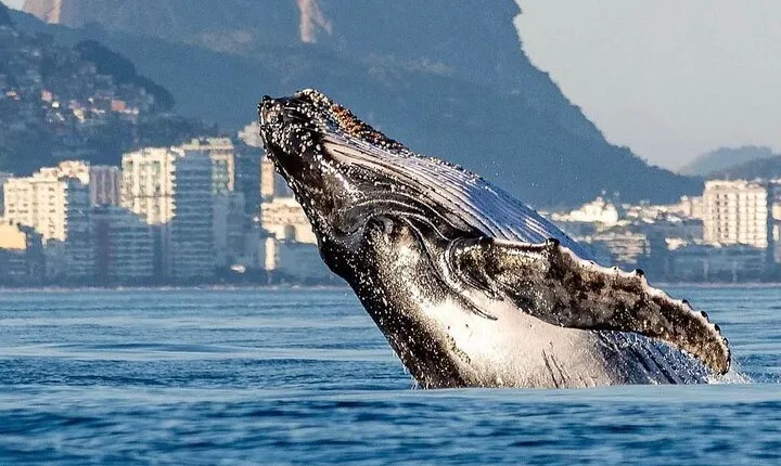 Boat Tour - Snorkeling with Turtles or Whale Watching Experience