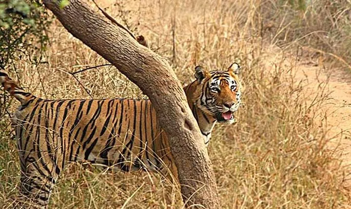 6 Nights & 7 Days Golden Triangle with Ranthambore National Park 