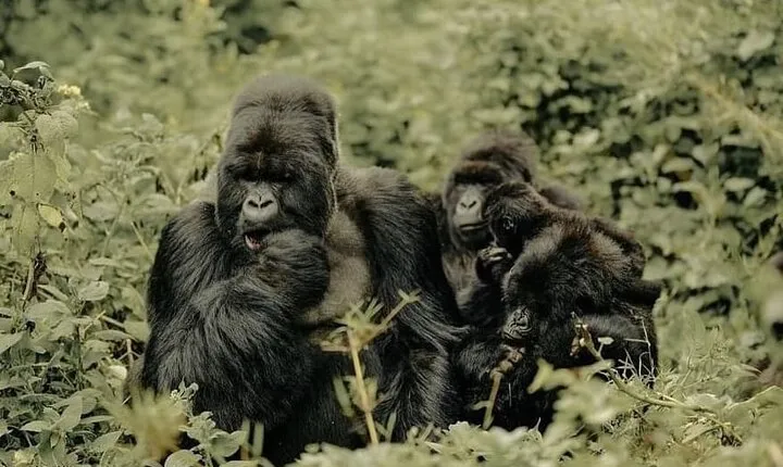 5 Days Rwanda Primate Safaris