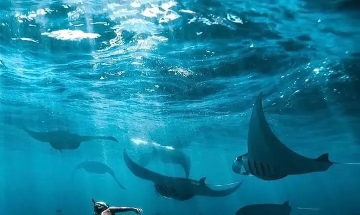 Private One Day East and West Tour with Snorkeling in Nusa Penida