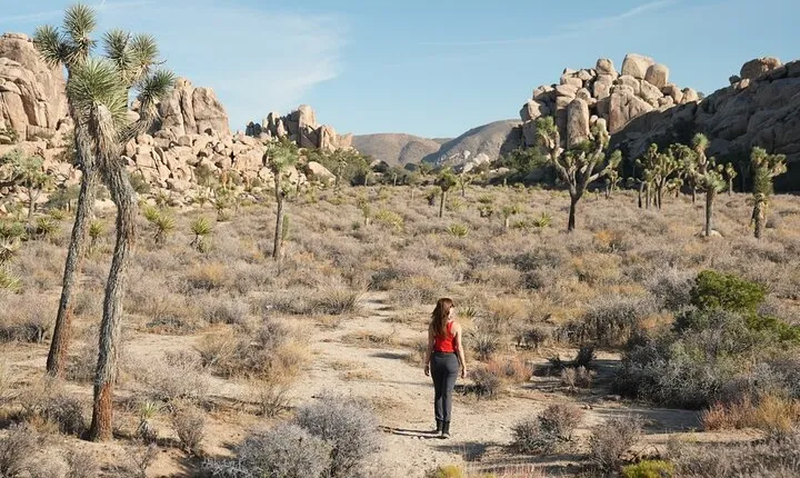1-day Private Tour to Joshua Tree National Park from Los Angeles