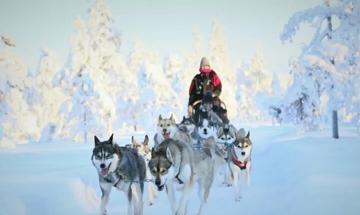 7km Self Driven Husky Sled Adventure in Rovaniemi
