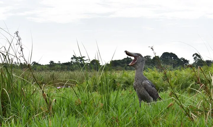 Entebbe Eco Tour - Full Day