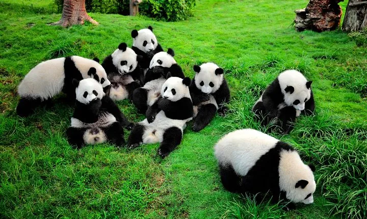 Private Tour: Chengdu Panda Breeding and Research Center Tour