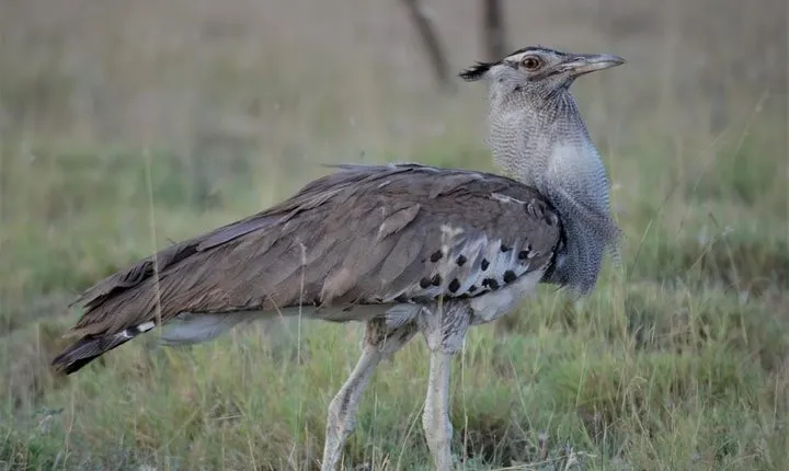 Private 2 Days Safari, Nature, to Awash National Park
