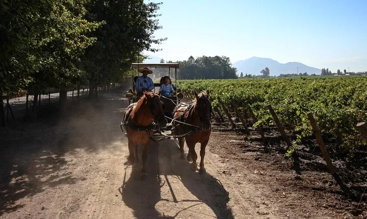Viu Manent and Montes Winery, Colchagua Valley from semi-private
