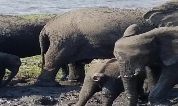 5 Days 4 Nights Budget Adventure Safari In Victoria Falls & Chobe National Park