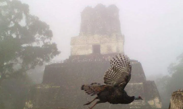 Tikal Birdwatching and Archaeological