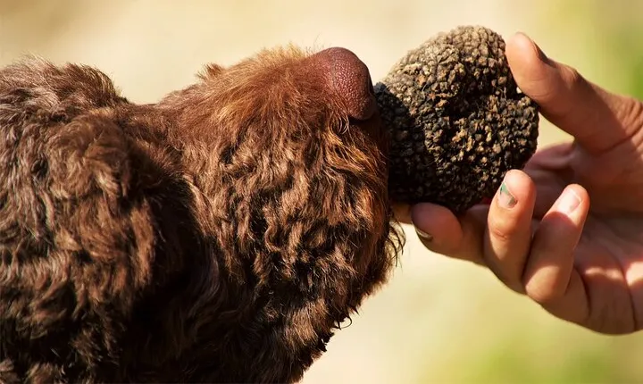 Exclusive Truffle Hunt with Lunch & Wine Tasting from Florence