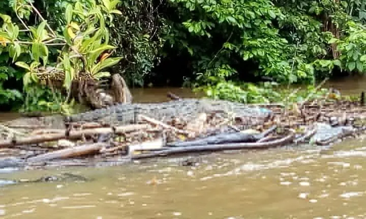 Tarcoles River Crocodile and Wildlife River Trip from San Jose