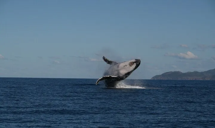 Whale Watching and Wildlife Cruise Townsville and Magnetic Island