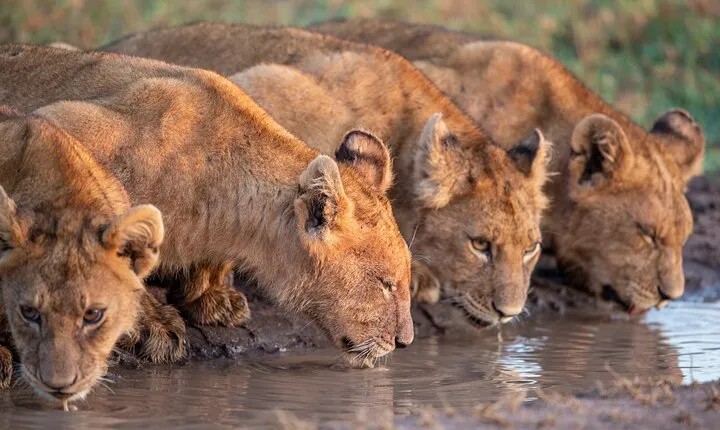 6 days-The Best of Tanzania Safari