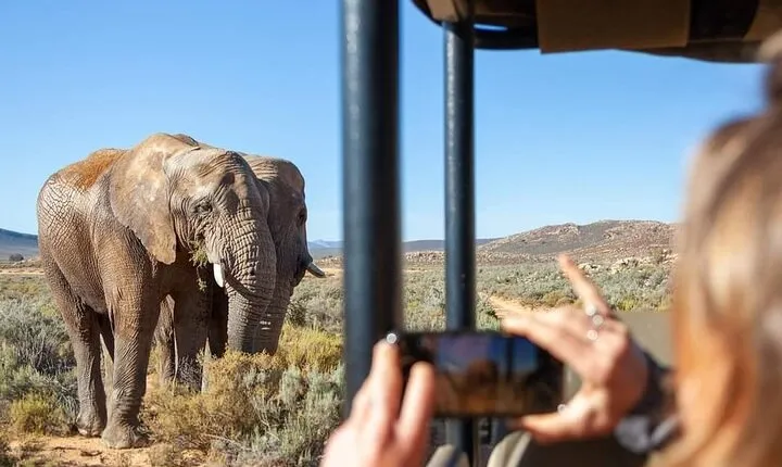 Big Five Safari Experience Near Cape Town ,South Africa