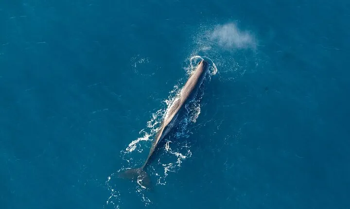 Kaikōura Whale Watching - Whales and Cray Tails