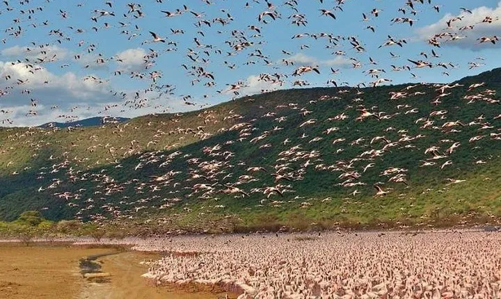 2 Days Lake Elementaita National park Safari