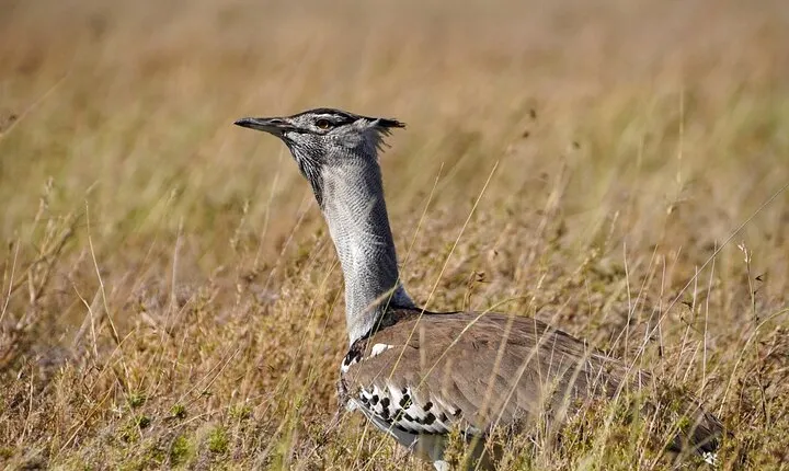 5-Day Private midrange Tour in Arusha with Airport Pickup