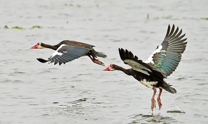 7-Day Birding, Murchison Fall Royal Mile and Big Five