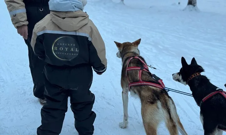 Short Husky ride and introduction