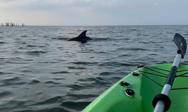 Kayak Dolphin Experience in Virginia Beach Must know how to swim