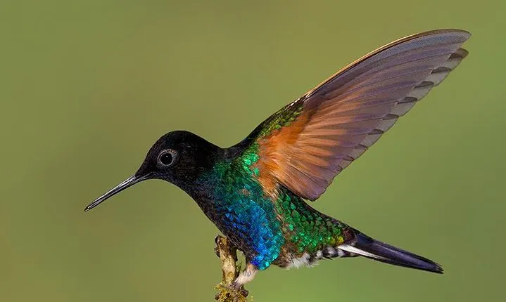 HUMMINGBIRD EXPEDITION - Searching for the cloud forest jewels.