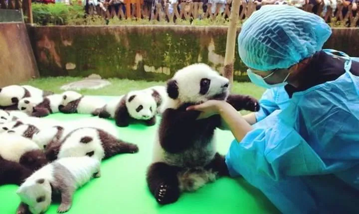 Private Half-Day Tour Chengdu Panda Breeding Center
