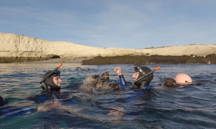 Snorkeling with Sea Lions by Madryn Buceo