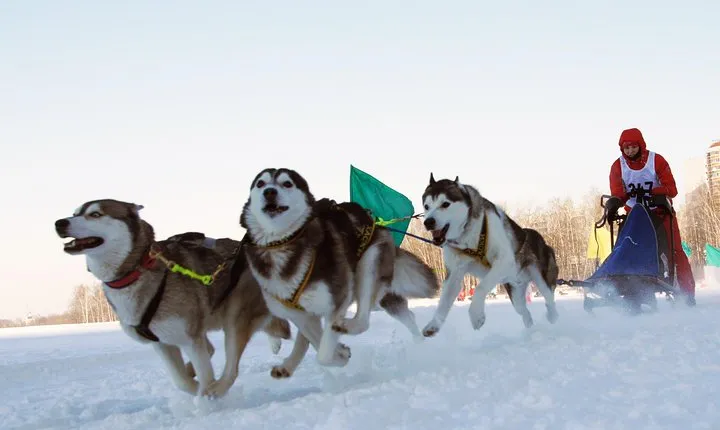 1day Dog Sledging, Visit The Terelj National Park And Chenggis Khaan Statue.