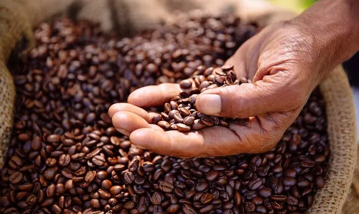 Kenyan Coffee Farm Tour